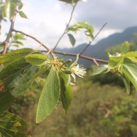 Grewia bracteata Roth